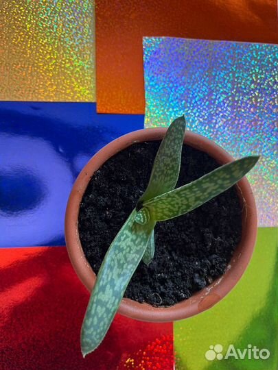 Алоэ Вера растение