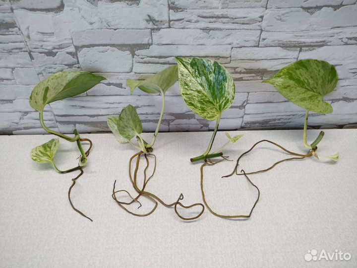 Сциндапсус Марбл квин