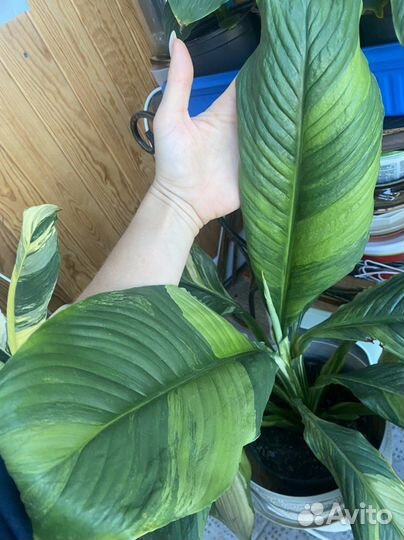 Спатифиллум сенсация вар