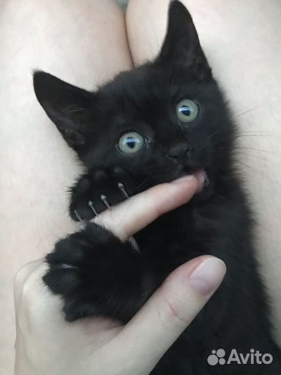 Черный котик бесплатно