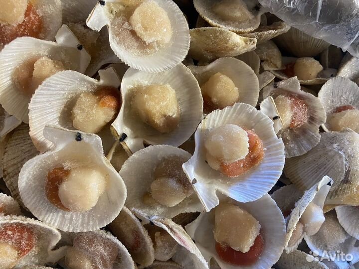 Гребешок на створке с икрой