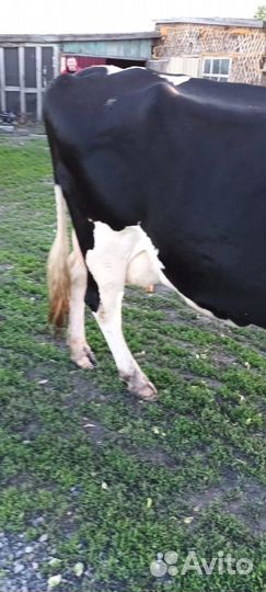 Продам корову