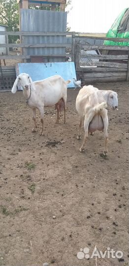 Козы: Камори,Нуб