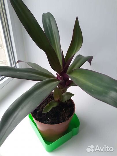 Комнатные цветы