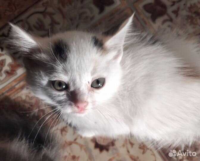 Кошка в дар бесплатно