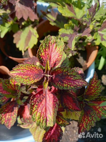 Колеусы, герани