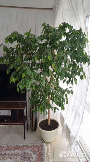 Фикус бенджамина большой
