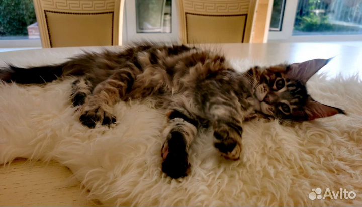 Котята мейн-кун полидакт