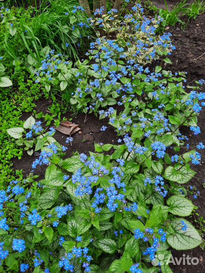 Бруннера 2 сорта