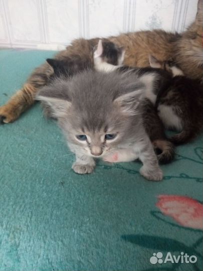 Кошка в дар