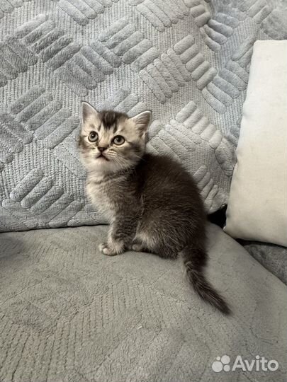 Шотландская кошечка