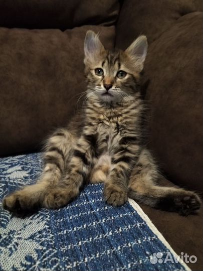 Кошки в добрые руки бесплатно