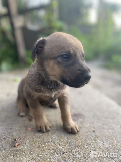 Собаки щенки