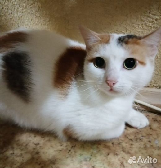 Трёхцветка Лиза ищет дом