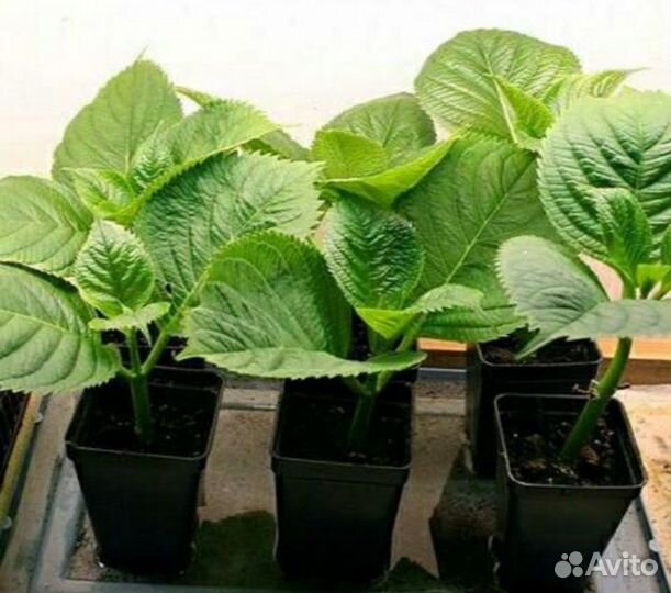 Гортензия крупнолистная Марс