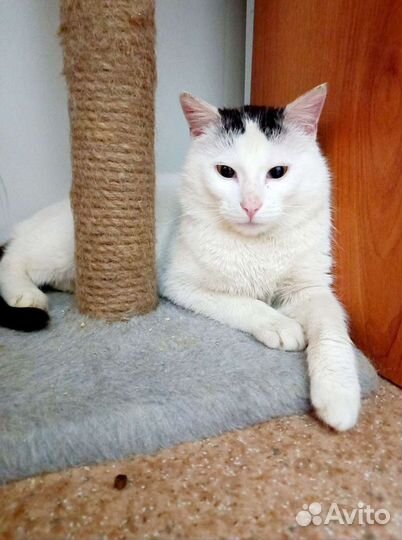 Котик Оскар в добрые руки