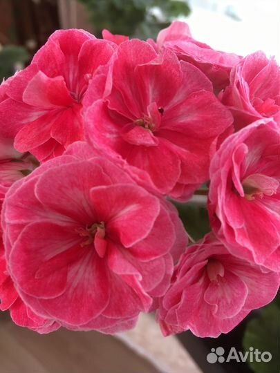 Продаю черенки пеларгоний