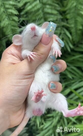 Редкие крысята дамбо от питомника. Крыса Дамбо