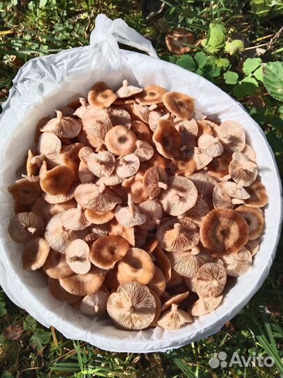 Грибы опята свежие