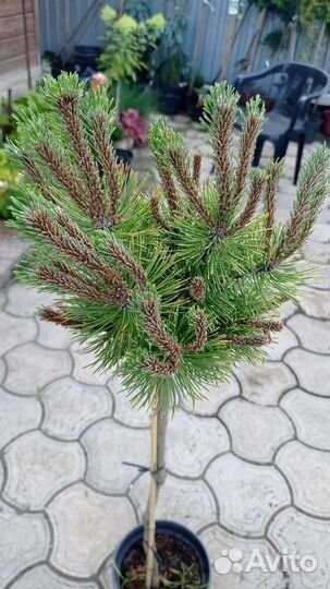 Сосна миникин на штамбе