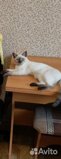 Кот в дар бесплатно