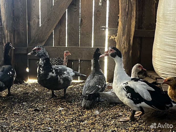 Мускусные селезни