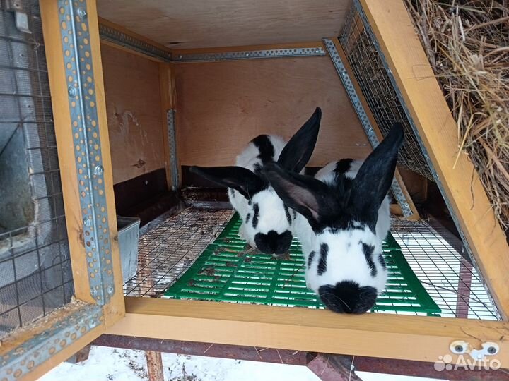 Немецкий пёстрый великан (строкач)