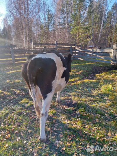 Продам корову