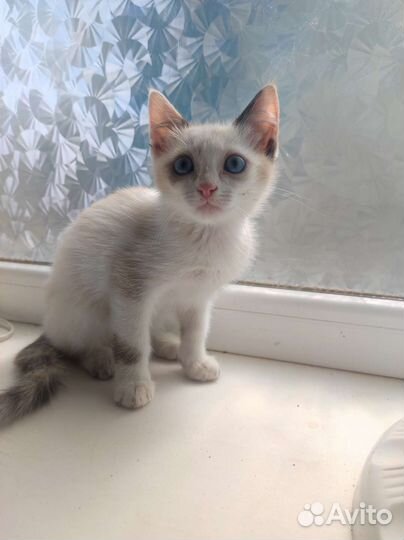 Отдам в добрые руки