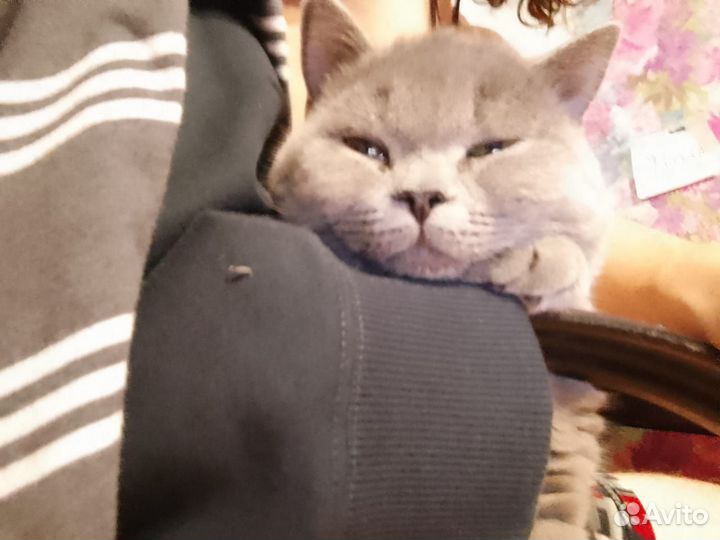 Британский кот