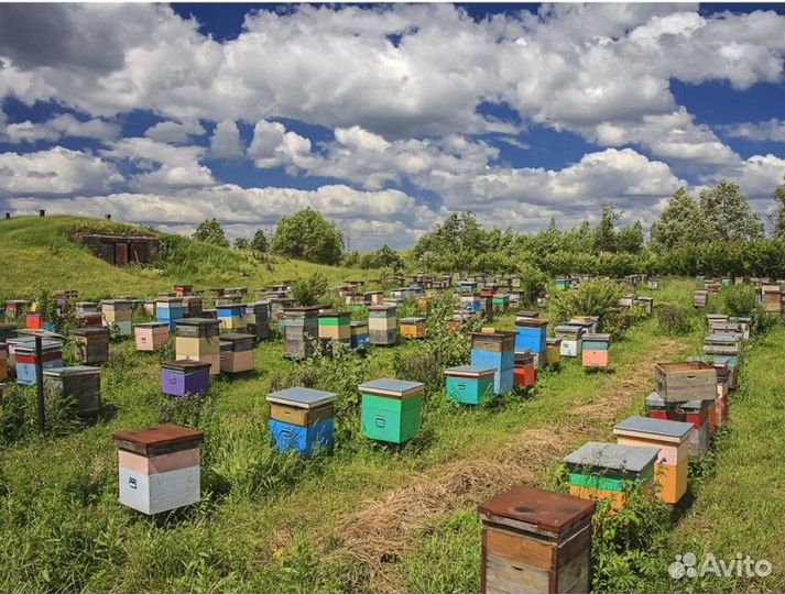 2024 Мед натуральный из Алтая оптом