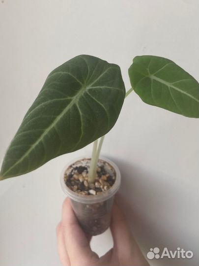 Алоказия блек вельвет, детка