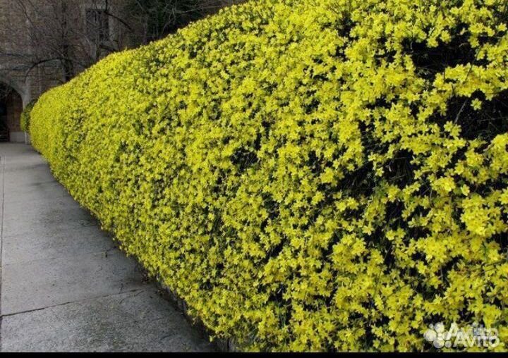 Садовый зимний жасмин