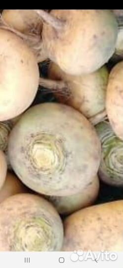 Репа свежая