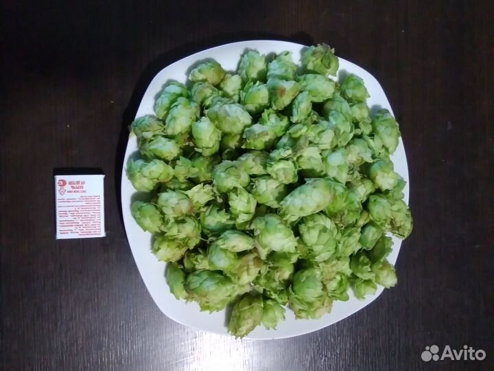 Хмель, шишки хмеля, урожай сентябрь 2023