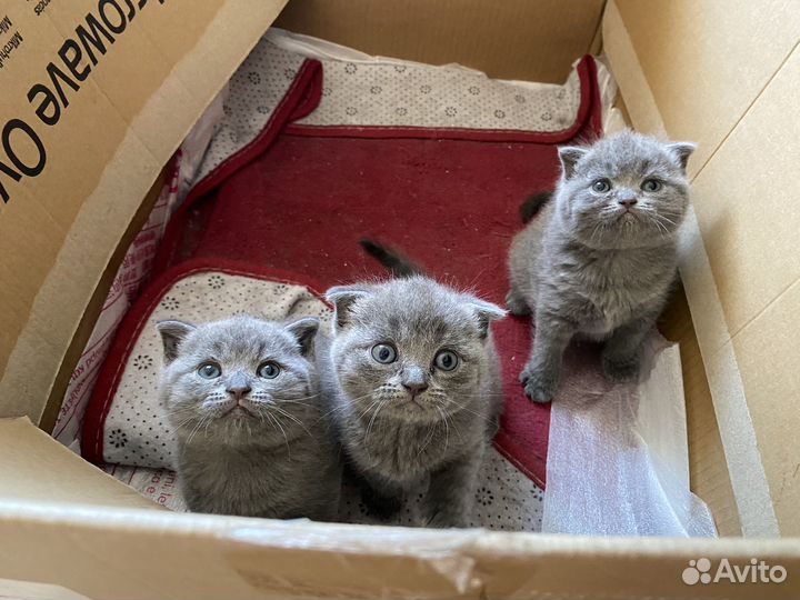 Шотладские вислоухие котята