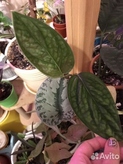 Монстера Перу обмен