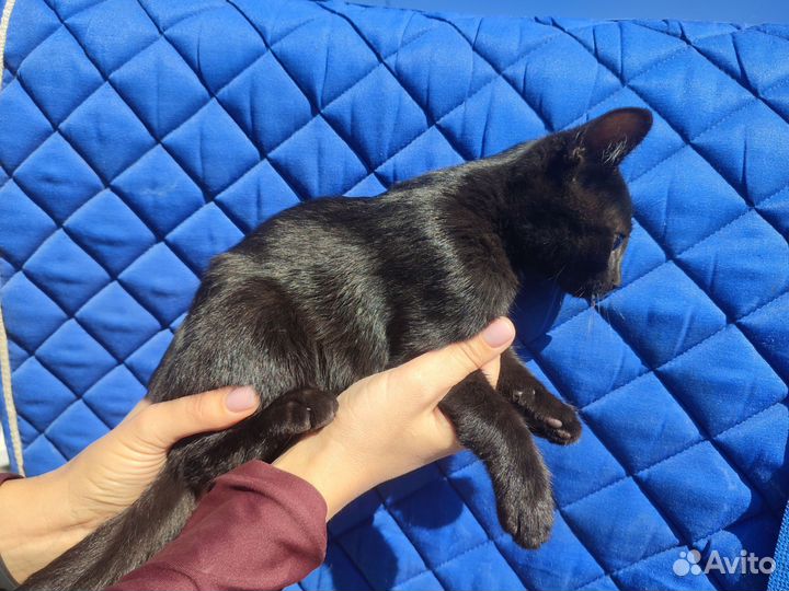 Котенок мальчик ищет дом