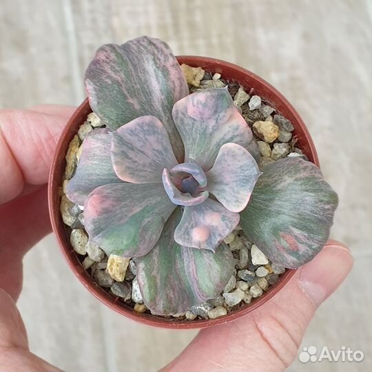 Эхеверия Beyonce