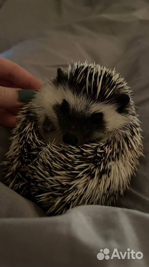 Африканский карликовый ёж