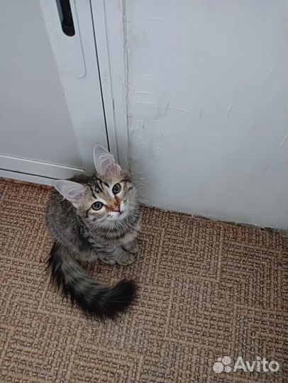 Кошки в добрые руки бесплатно