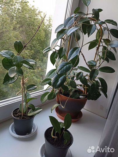 Комнатные растения