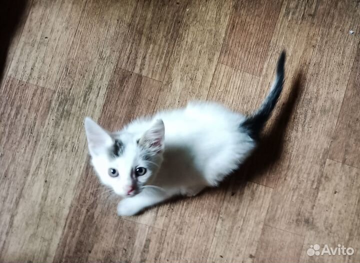 Котенок ищет дом