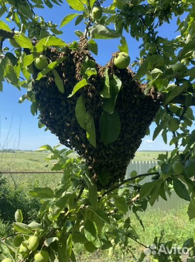 Натуральный мёд, без примесей и добавок