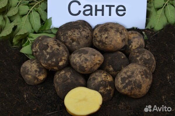 Картофель Сантэ
