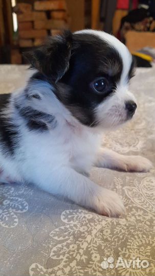 Щенки чихуахуа