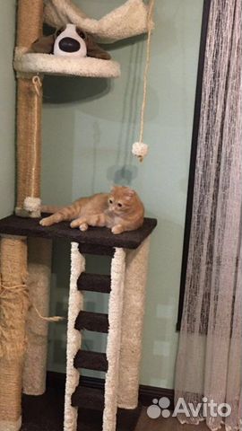 Дом для кота,Чехия