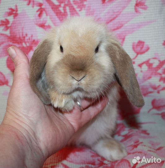 Крольчата линии NHD/Mini lop