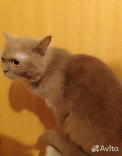 Кошечка британская