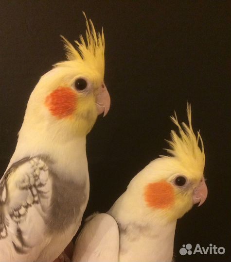 Попугаи карелла